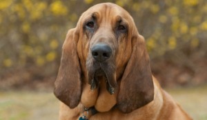 Dog-7th-place-half-marathon2