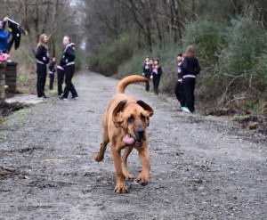 hsotdludivinedog1-500x412